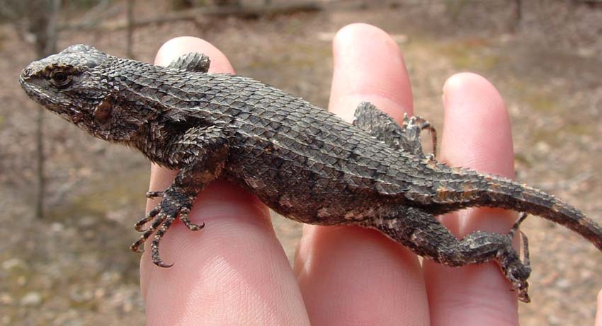 Wild Fence Lizard