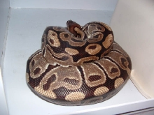 Ball Python on Eggs