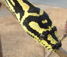 German Bloodline Jungle Carpet Python