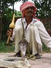 Snake Charmer
