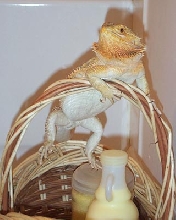 Arwen's ready for Easter