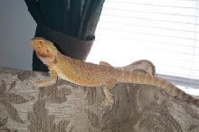 Arwen on couch