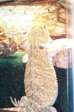 Arwen standing up