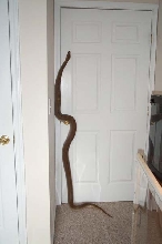 Jade climbing door