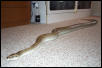 Jade on floor
