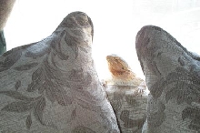 Peek-a-boo