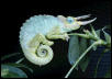 Male Chamaeleo j. merumontanus
