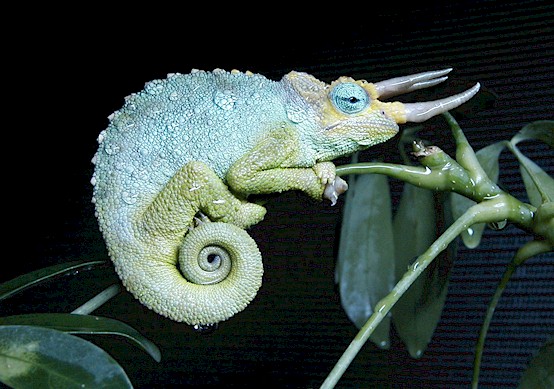 Male Chamaeleo j. merumontanus