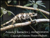 Female Chamaeleo j. merumontanus