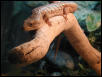 AL Climbing on Log