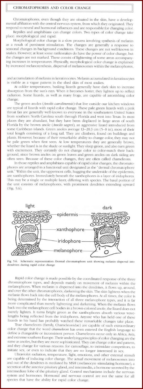 chromatophore stuff
