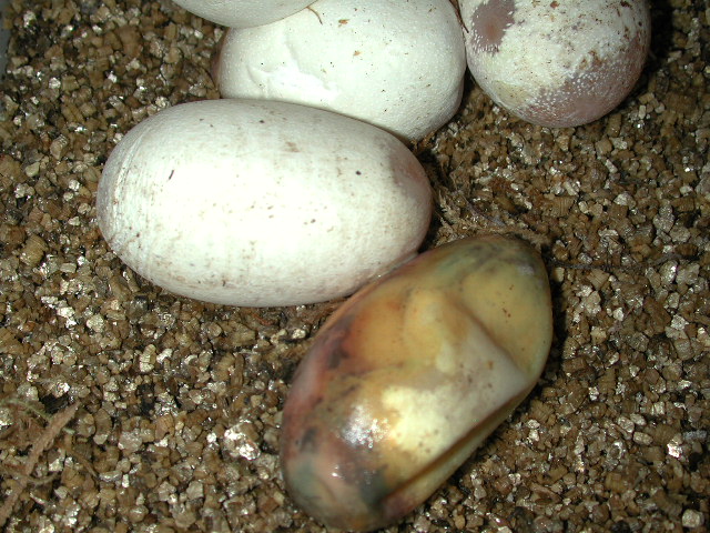eggs