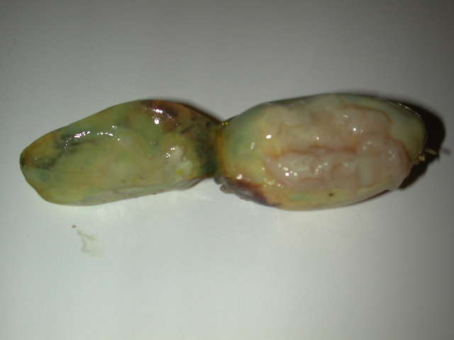 eggs