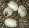 hatch with spoiled egg