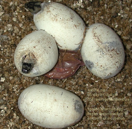 hatch with spoiled egg
