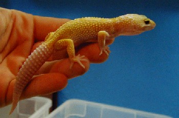 Baby Clyde