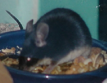 Black Fox eating