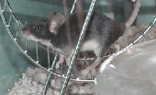 f. Black Fox running