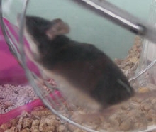 Black Fox female, a week later