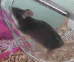 Black Fox female, a week later