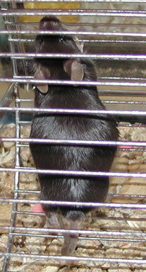 Top view