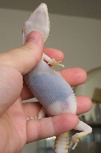 paleness of sick albino