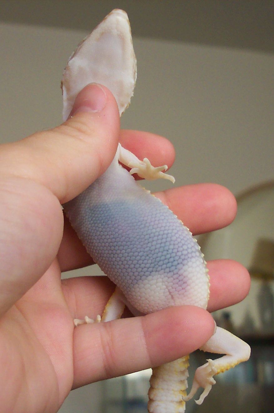 paleness of sick albino