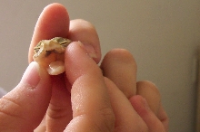 paleness of tongue