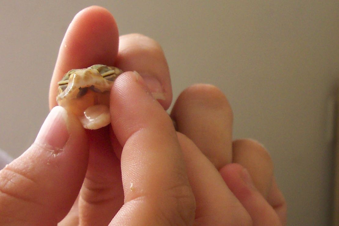 paleness of tongue