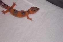 new from petco