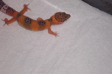 new from petco