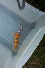 updated pic  on petco gecko