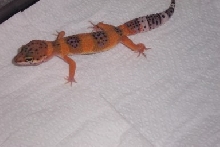 new from petco