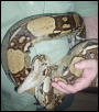 boa
