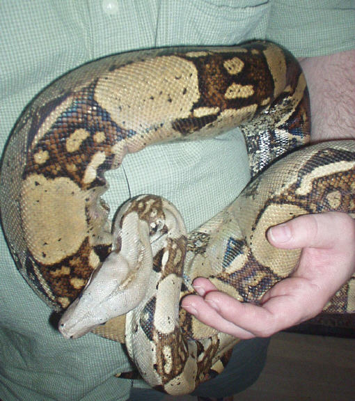 boa