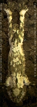 3rd new uroplatus species