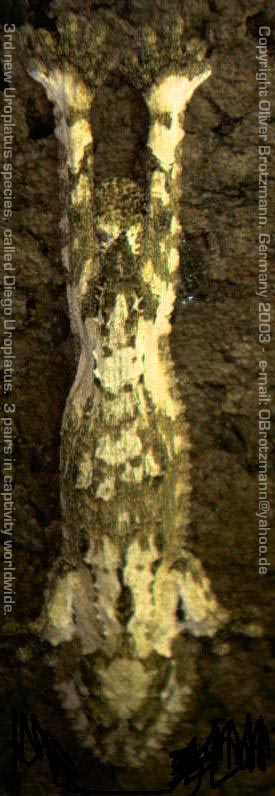 3rd new uroplatus species