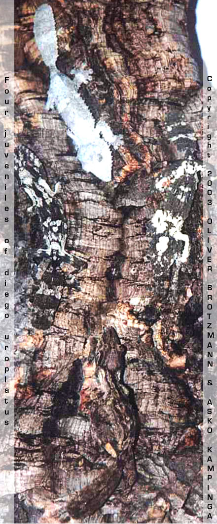 jung diego uroplatus