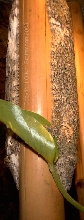 adult pair of Diego Uroplatus