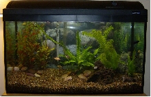 barb aquarium