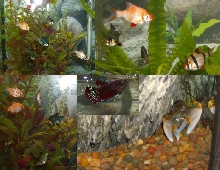 barb aquarium