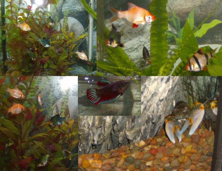 barb aquarium