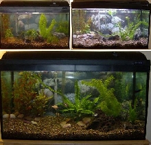 barb aquarium