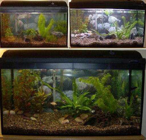 barb aquarium