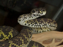 Proven Female Trimeresurus purpureomaculatus (Mangrove Pit Viper)
