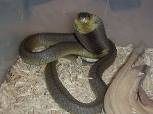 Naja annulifera annulifera
