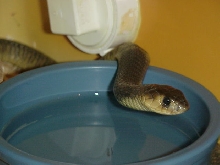 Naja annulifera annulifera