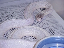 Leusistic N.sputatrix