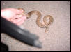 garder snake