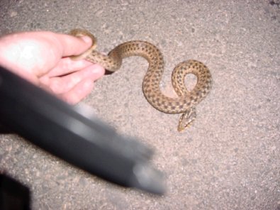garder snake